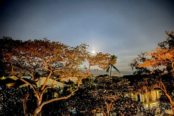 Twinkling Tropical Evenings Await