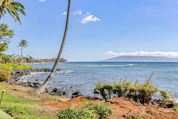 Palm Lined Shoreline With Endless Blue Horizons