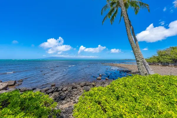 Sunlit tropical landscapes feature coconut trees overlooking sparkling waters and natural island beauty