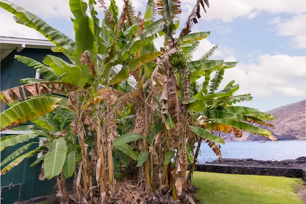 Lush Tropical Grounds Surround the Property