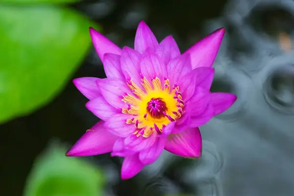 Vibrant Tropical Water Lily