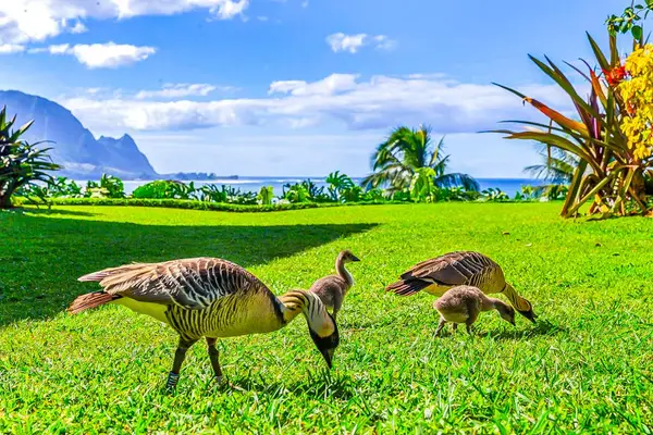 Nēnē geese grazing on the oceanfront lawn