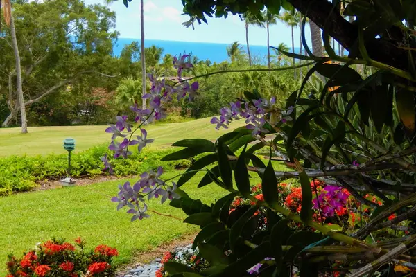 Lush Tropical Garden & Ocean View Backdrop