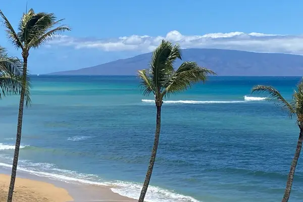 Palm Framed Coastline Views