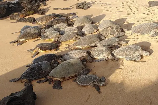 Sea Turtle Haven Along the Coastline