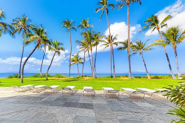Lounge Beneath The Tropical Palms