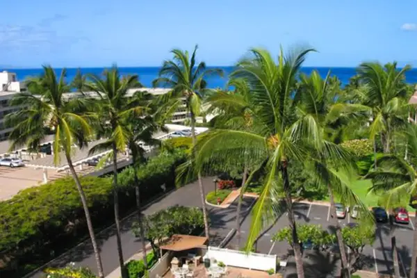 Palm-Lined Views Across Paradise