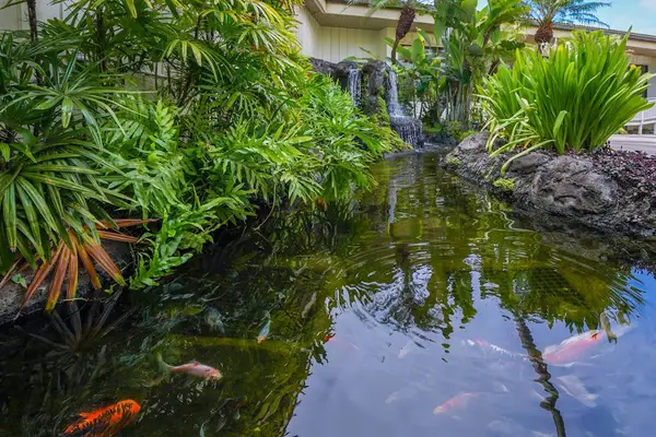 Peaceful Koi Pond Garden