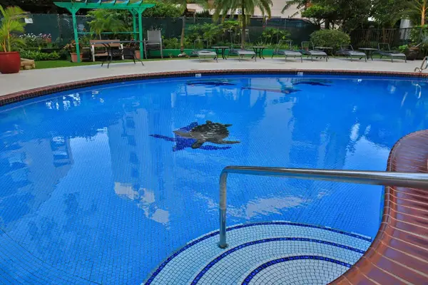 Resort Pool Made For Sunny Island Days
