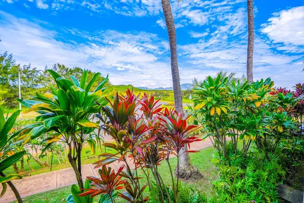 Lush Tropical Garden Views