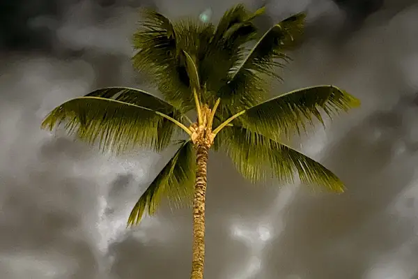 Iconic Palm Tree Against Island Skies