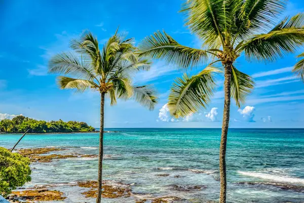 Oceanfront Lawn Framed By Swaying Palms