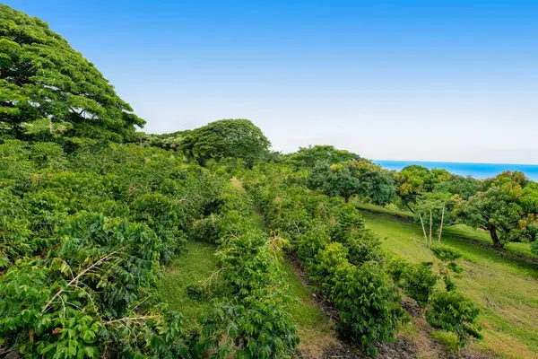 Lush Tropical Greenery & Coastal Views from Property