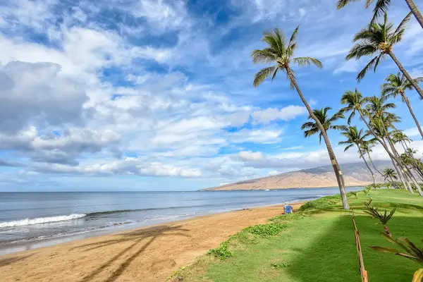 Palm Lined Shore With Stunning Views