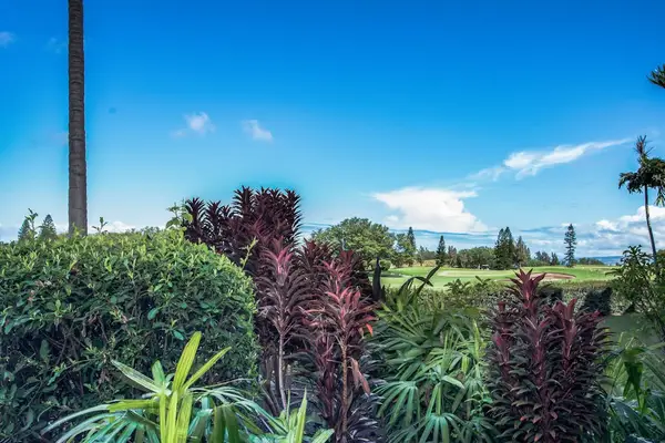 Lush Tropical Gardens With Fairway Views
