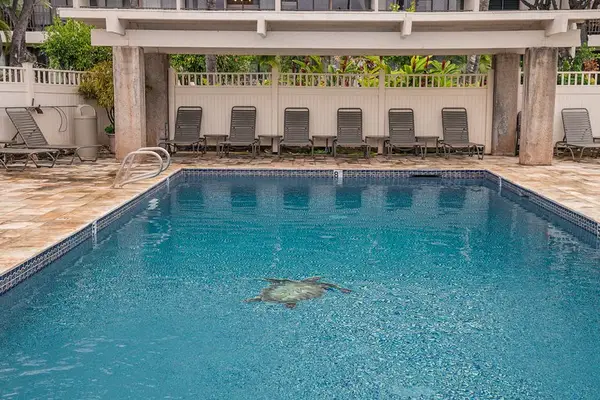 Take A Dip In Resort Luxury