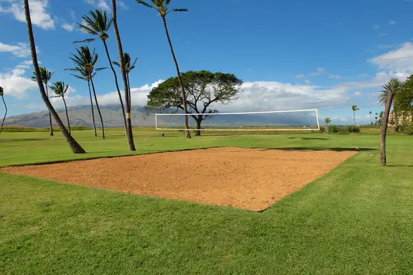 Outdoor Sand Volleyball Court Surrounded by Palm Trees