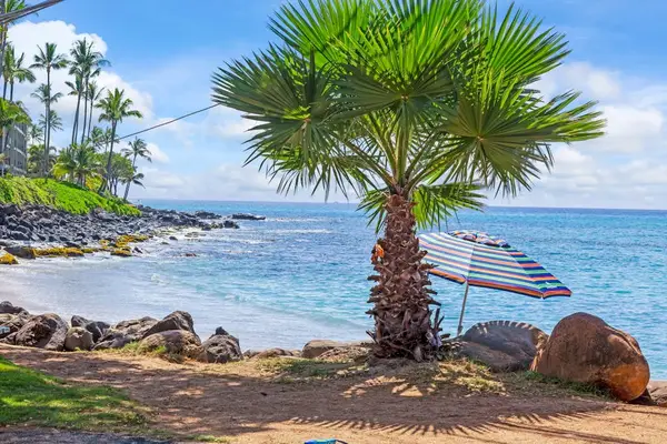 Palm Lined Shoreline With Ocean Serenity