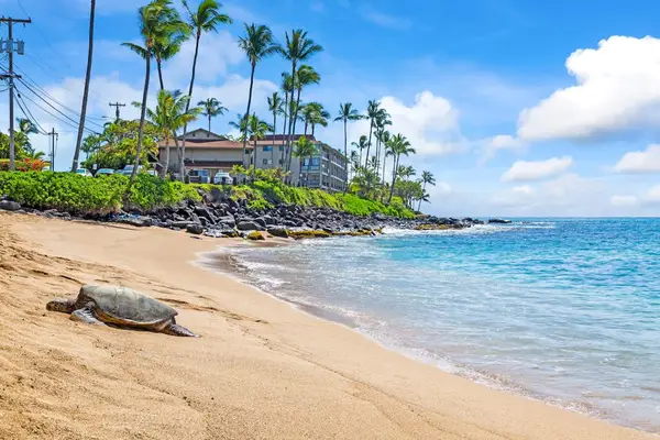 Secluded Golden Beach Steps From Paradise