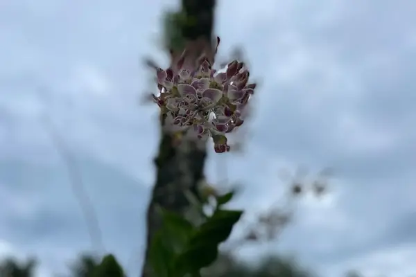 Delicate Tropical Garden Blossom