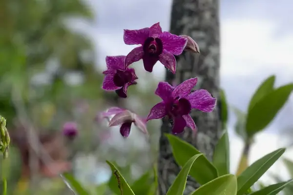 Elegant Purple Orchid Display