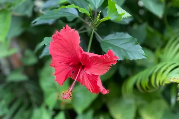 Tropical Hibiscus In Full Bloom