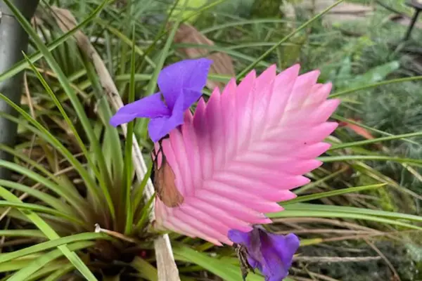 Colorful Bromeliad Garden Accent