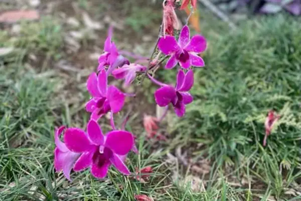 Vibrant Orchid Garden Bloom