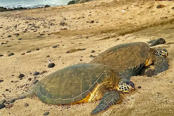 Enjoy the local marine life while you take in the white sandy beaches.
