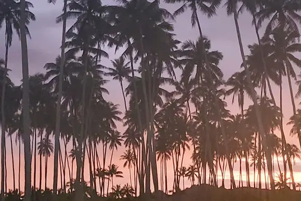 Dreamy Hawaiian Sunset Through Swaying Palms