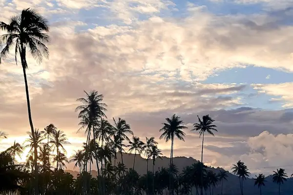 Golden Hawaiian Sunset Beyond The Palms