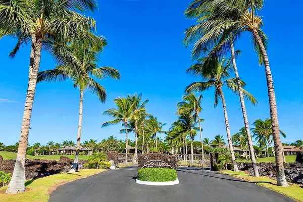 Palm Lined Resort Drive
