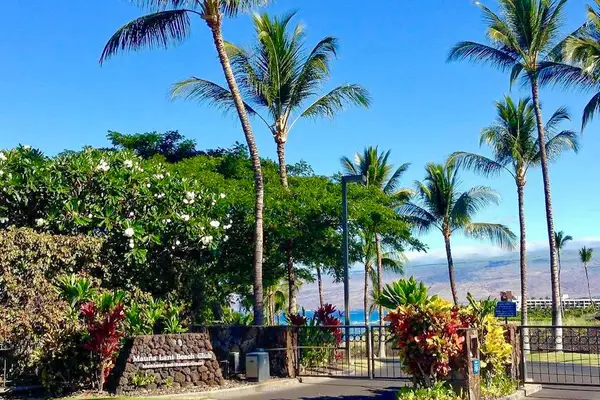 Ocean Views Framed By Palms