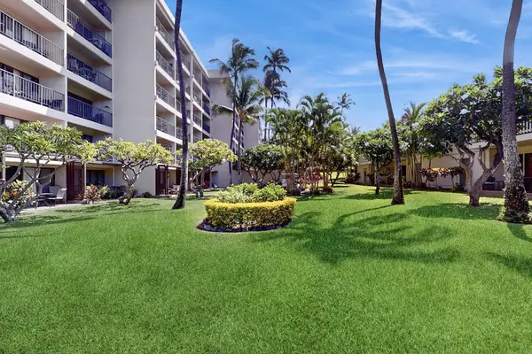 Expansive Lawn Framed By Palms