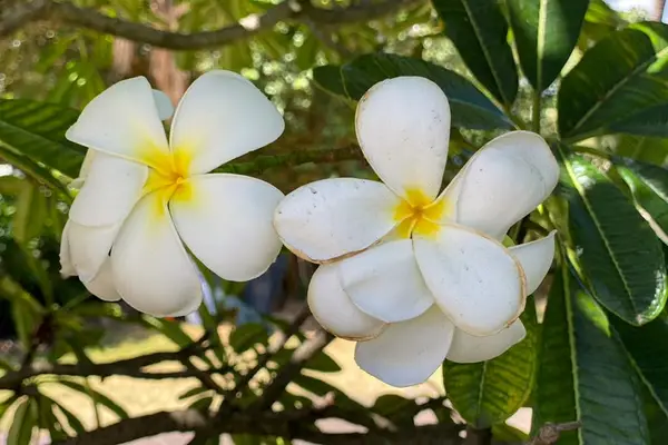 Fragrant tropical plumeria blooms