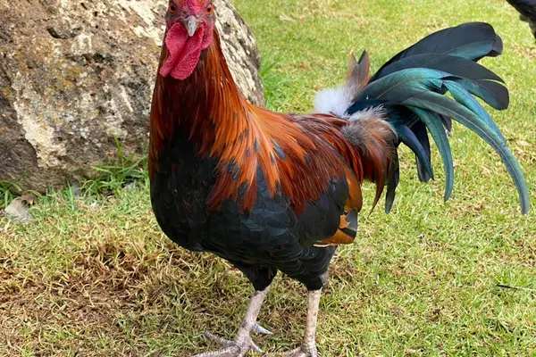 Spot Hawaii's colorful wild roosters