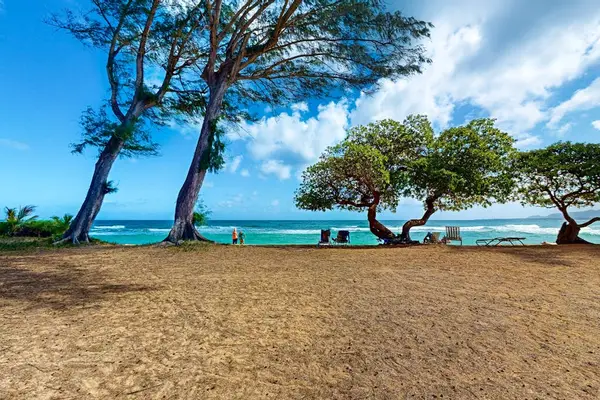 Sandy beach shaded by tropical trees