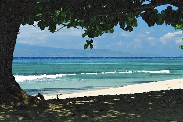 Shaded Beach Escape Beneath Tropical Trees