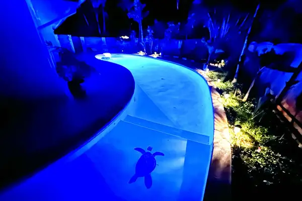 Blue illuminated pool curves through tropical gardens after sunset nearby