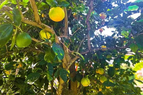 Fresh Citrus Picked From Paradise
