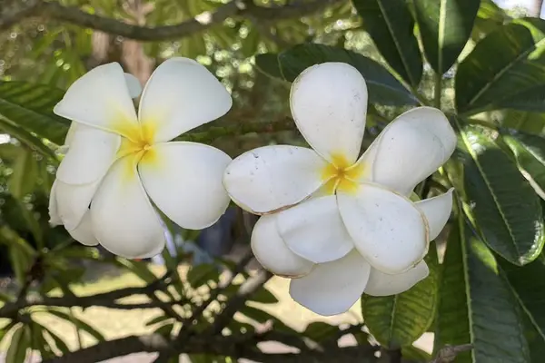 Sweet Fragrance Of Sweet Plumeria Blooms Onsite