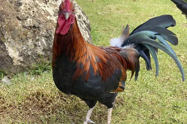 Greet The Day With Our Friendly Local Wild Roosters