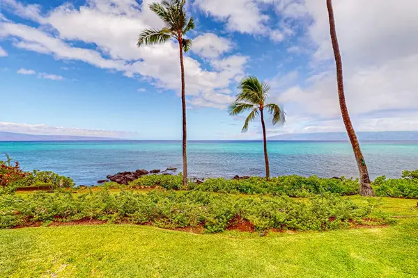 Palm Lined Coastal Garden
