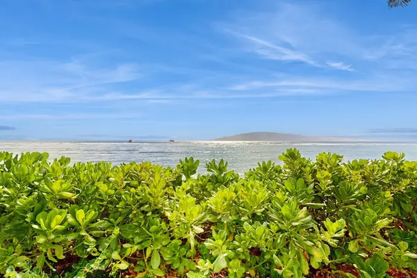 Ocean Views Framed By Tropical Greenery