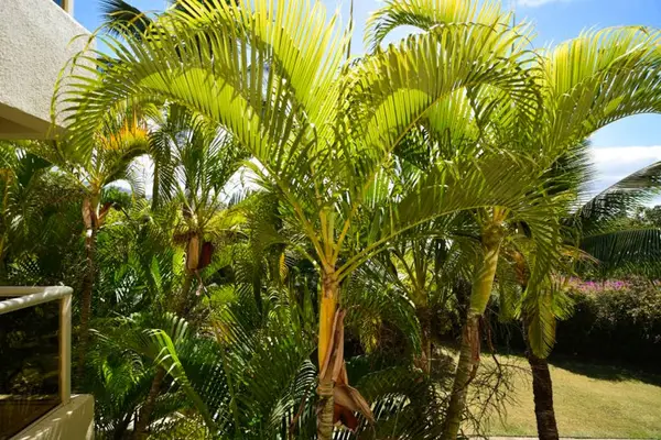 Lush palms create a peaceful tropical setting