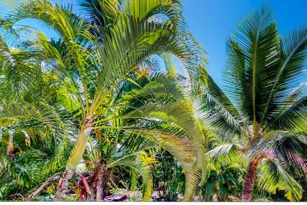 Lush tropical landscaping surrounds the resort grounds