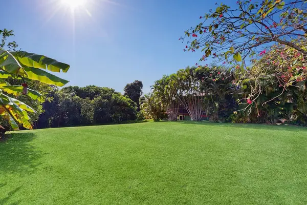 Lush tropical views
