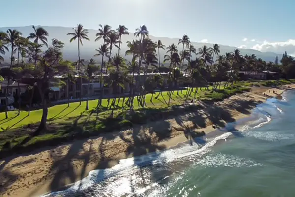 Palm Lined Coast From Above