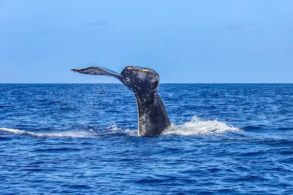 Unforgettable Whale Watching Right Offshore