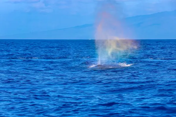Witness Majestic Humpback Whales